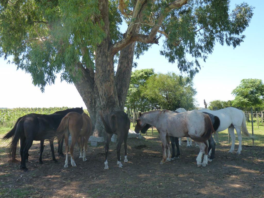 Estancia Hosteria El Ceibo Florida Luaran gambar